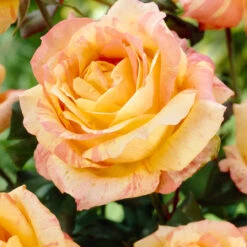 Rosier André Willemse 