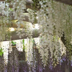 Glycine Blanche Sur Tige -Promos Jardinove Magasin w70026 3832370f 6ddc 4cfb ae24 7162b4974cd7 1700060216008