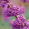 Callicarpa Profusion -Promos Jardinove Magasin wil 100806 3