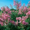 Lilas Des Indes Petit Pink 1 Lilas Des Indes Petit Pink -Promos Jardinove Magasin wil 101069 5 1706101444486