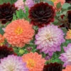 6 Dahlias En Mélange -Promos Jardinove Magasin wil 103873 2