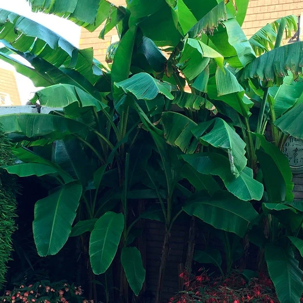 Bananier Du Japon 'Sakhalin' 4 Bananier Du Japon 'Sakhalin' – Image 2