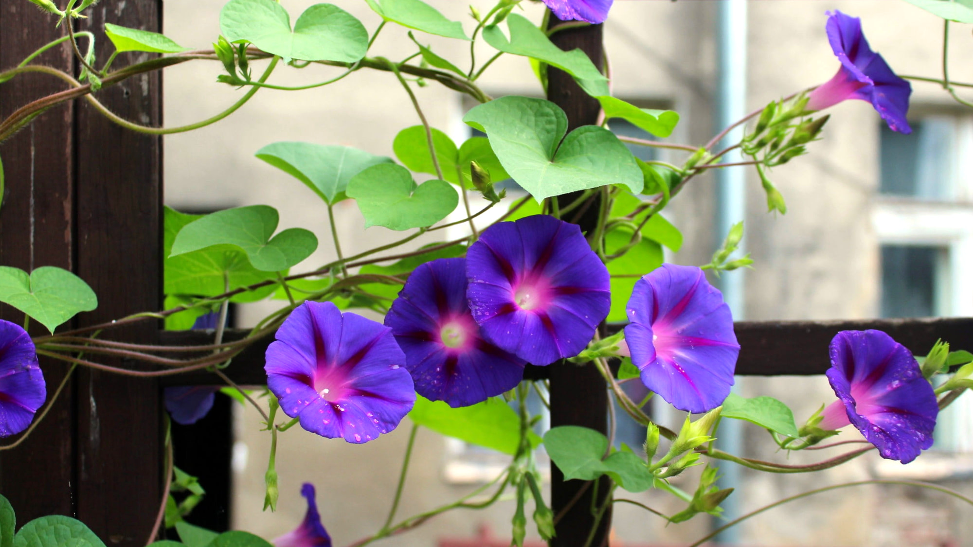 Promos Jardinove Magasin -Promos Jardinove Magasin ggggg 10